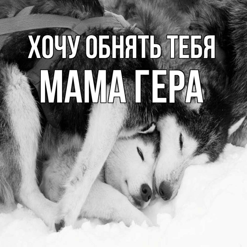 Открытка на каждый день с именем, Мама-Гера Хочу обнять тебя собачки в упряжке Прикольная открытка с пожеланием онлайн скачать бесплатно 