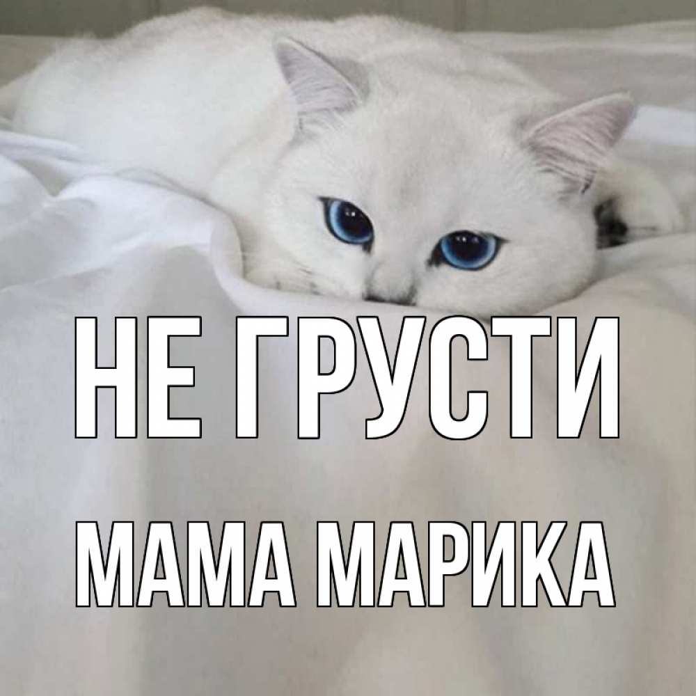 Открытка на каждый день с именем, Мама-Марика Не грусти белый кот с голубыми глазами на белоснежной кровати Прикольная открытка с пожеланием онлайн скачать бесплатно 