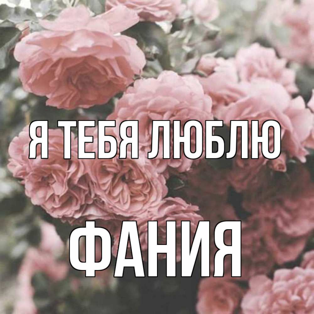Открытка на каждый день с именем, Фания Я тебя люблю розы 3 Прикольная открытка с пожеланием онлайн скачать бесплатно 