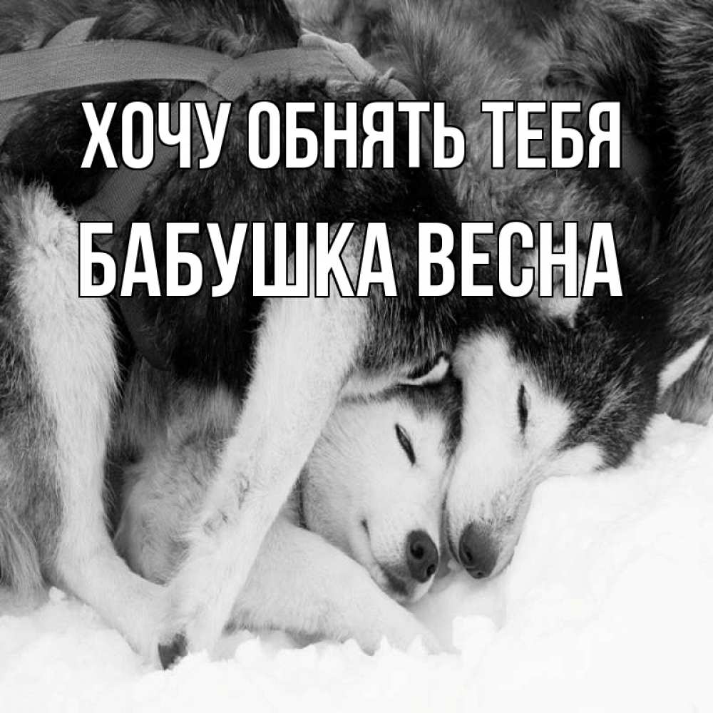 Открытка на каждый день с именем, Бабушка-Весна Хочу обнять тебя собачки в упряжке Прикольная открытка с пожеланием онлайн скачать бесплатно 