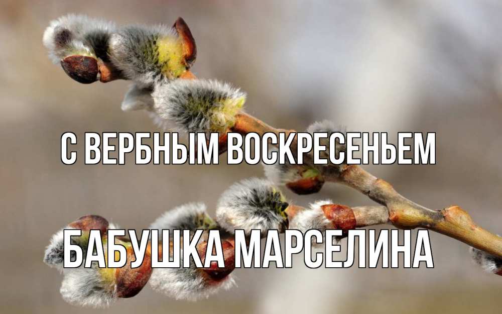 Открытка на каждый день с именем, Бабушка-Марселина С вербным воскресеньем Верба Прикольная открытка с пожеланием онлайн скачать бесплатно 