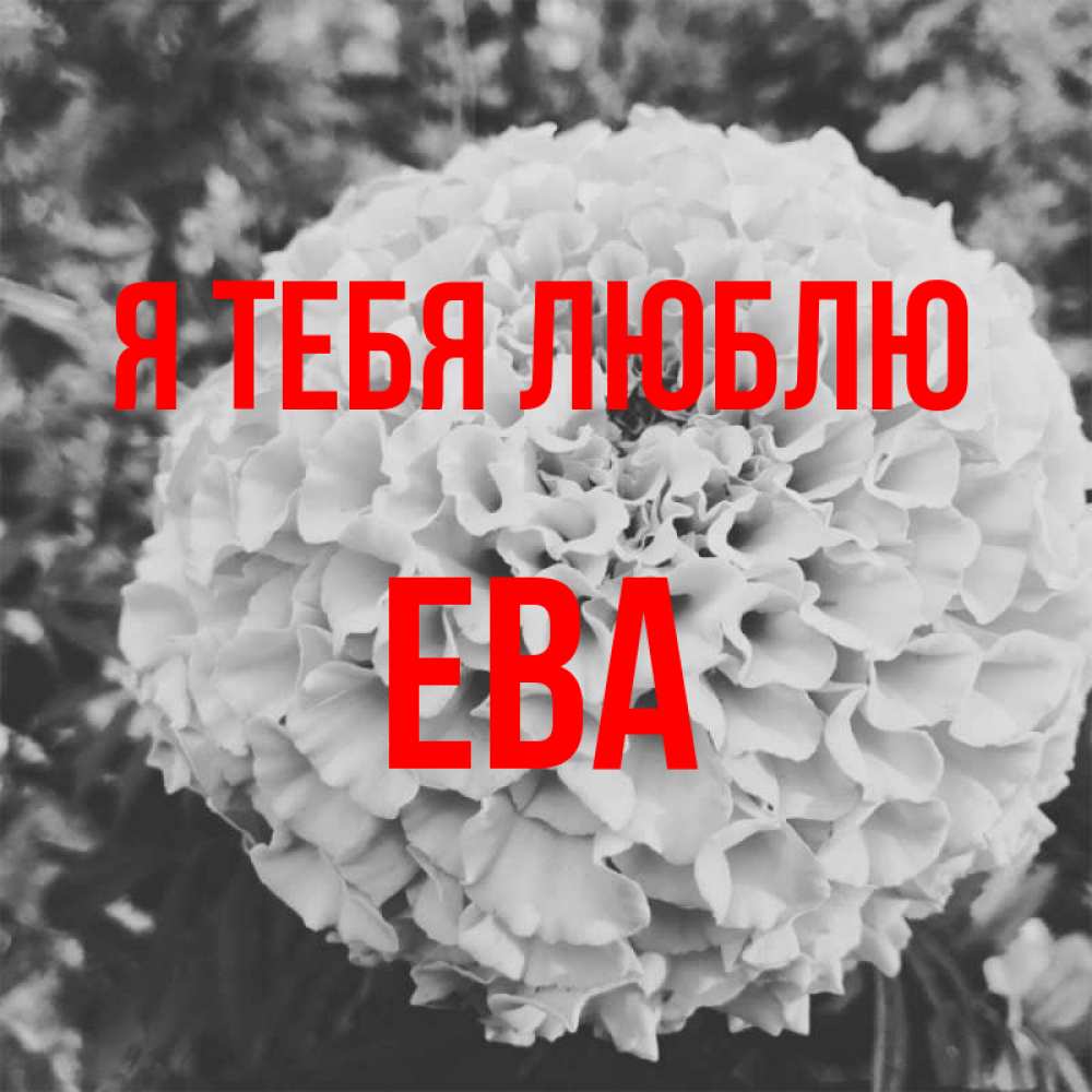 Открытка на каждый день с именем, Ева Я тебя люблю подпись Прикольная открытка с пожеланием онлайн скачать бесплатно 