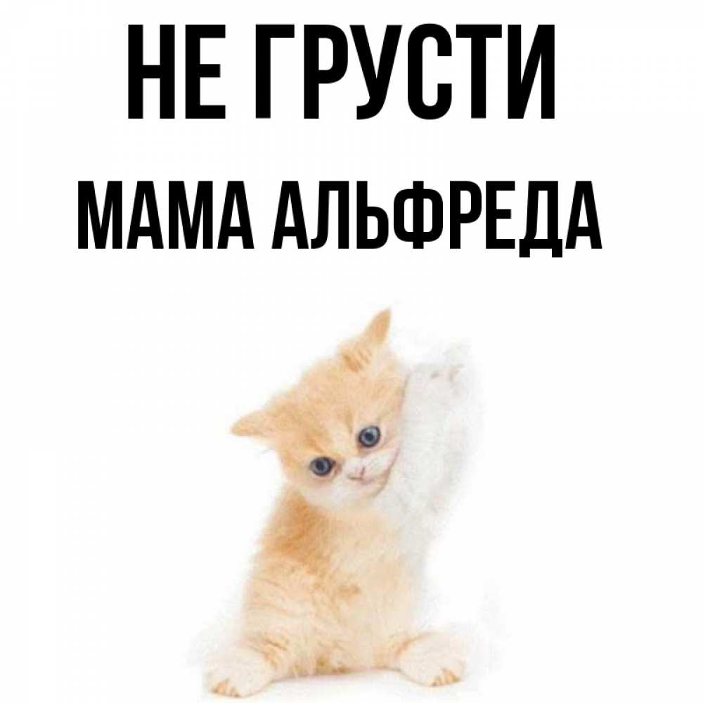 Открытка на каждый день с именем, Мама-Альфреда Не грусти просящий кот Прикольная открытка с пожеланием онлайн скачать бесплатно 