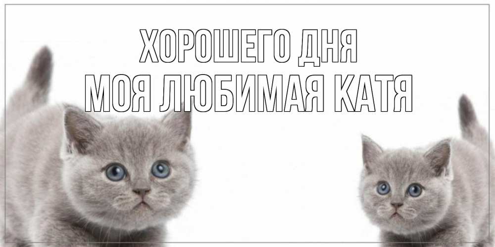 Открытка на каждый день с именем, Моя-любимая-Катя Хорошего дня открытка с котами Прикольная открытка с пожеланием онлайн скачать бесплатно 