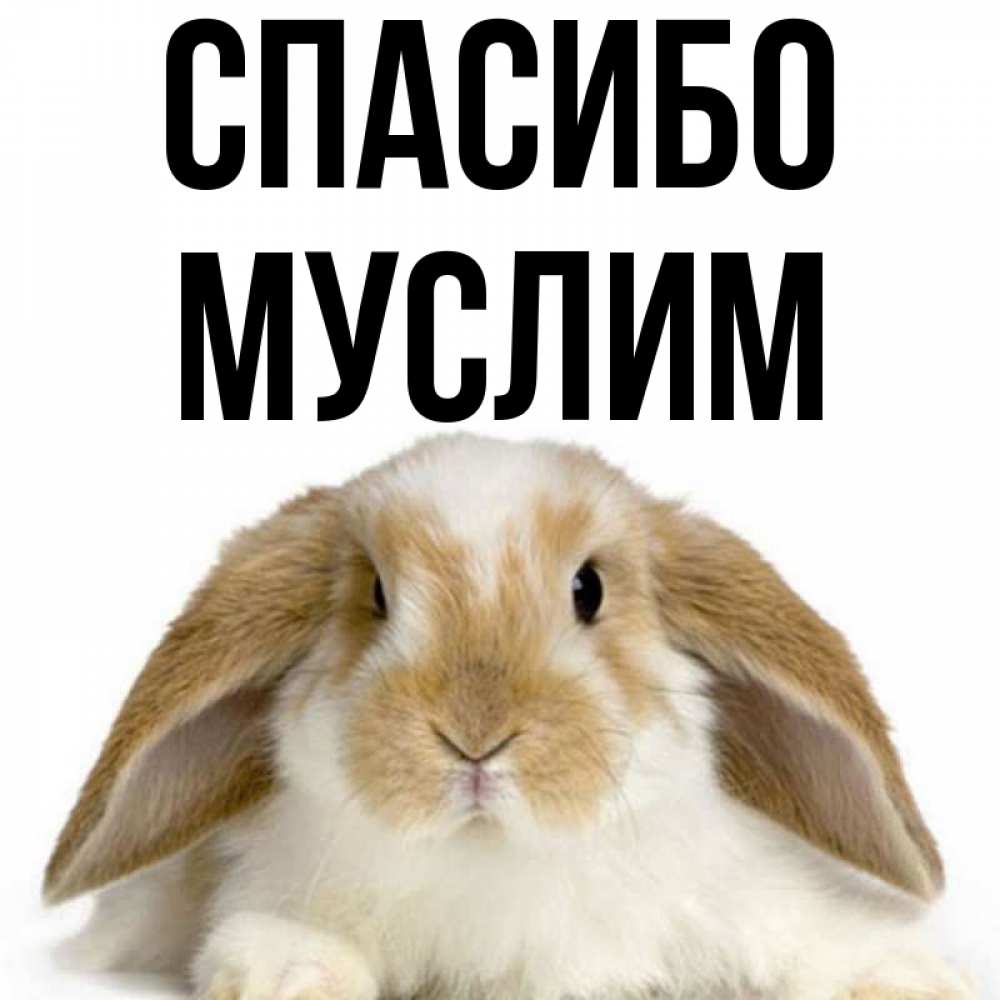 Открытка на каждый день с именем, Муслим Спасибо коричнево белый заяц Прикольная открытка с пожеланием онлайн скачать бесплатно 
