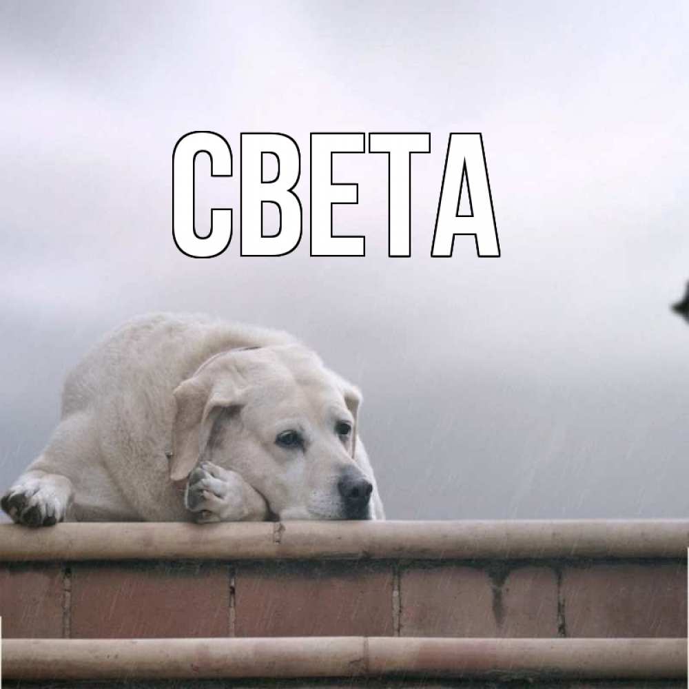 Открытка на каждый день с именем, СВЕТА Главная ждет Прикольная открытка с пожеланием онлайн скачать бесплатно 