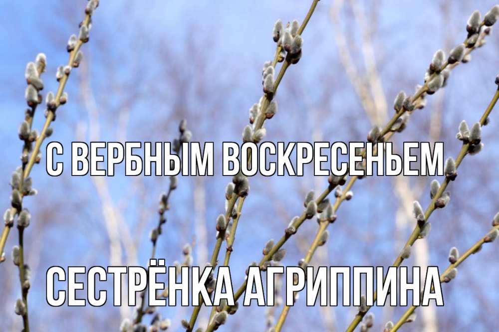 Открытка на каждый день с именем, Сестрёнка-Агриппина С вербным воскресеньем верба Прикольная открытка с пожеланием онлайн скачать бесплатно 