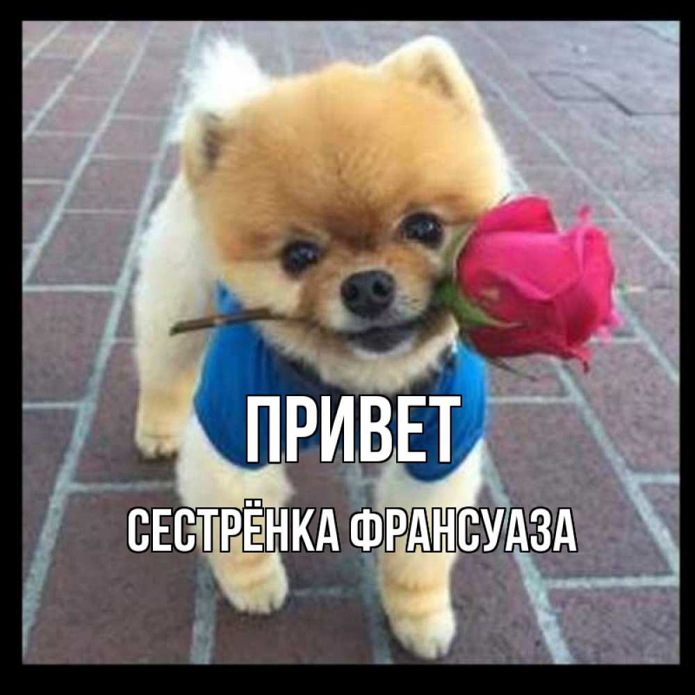Открытка на каждый день с именем, Сестрёнка-Франсуаза Привет роза в зубах у собаки Прикольная открытка с пожеланием онлайн скачать бесплатно 