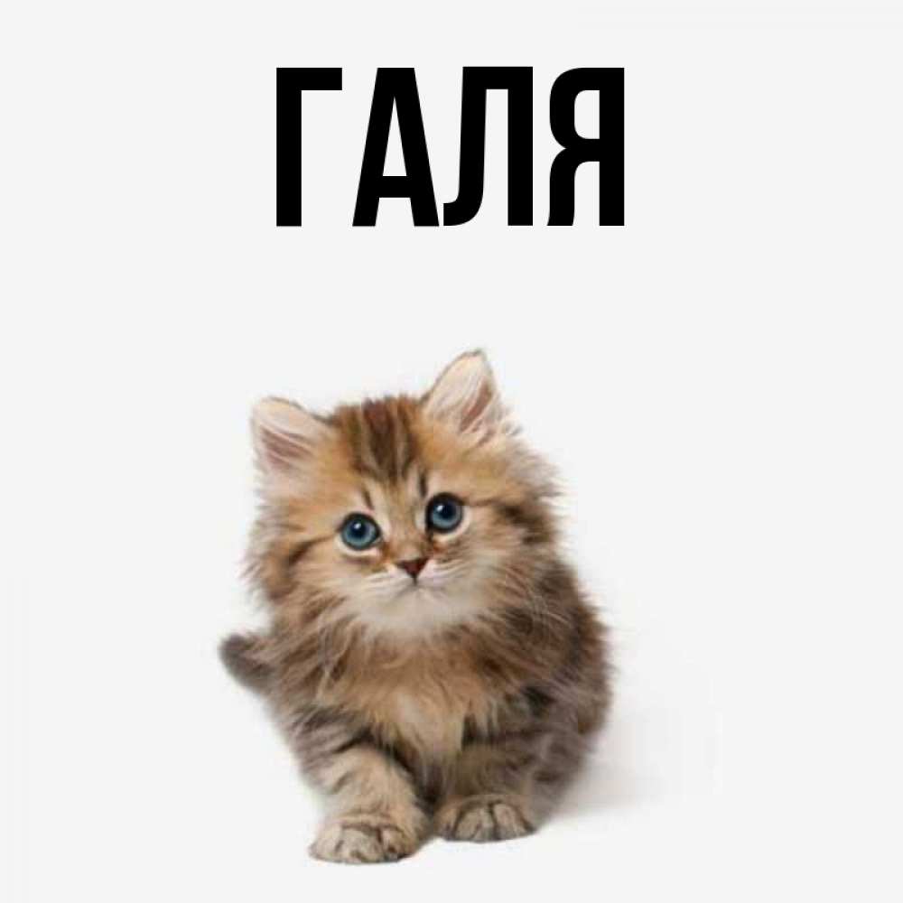 Картинки с именем галя прикольные, мужчине