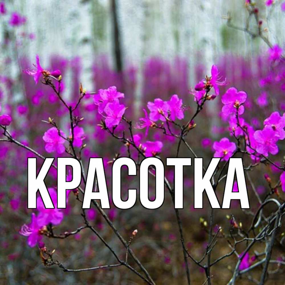 Открытка на каждый день с именем, красотка Главная дикие цветы Прикольная открытка с пожеланием онлайн скачать бесплатно 