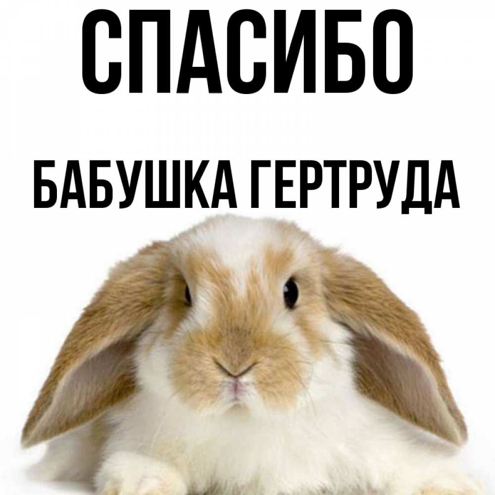 Открытка на каждый день с именем, Бабушка-Гертруда Спасибо коричнево белый заяц Прикольная открытка с пожеланием онлайн скачать бесплатно 