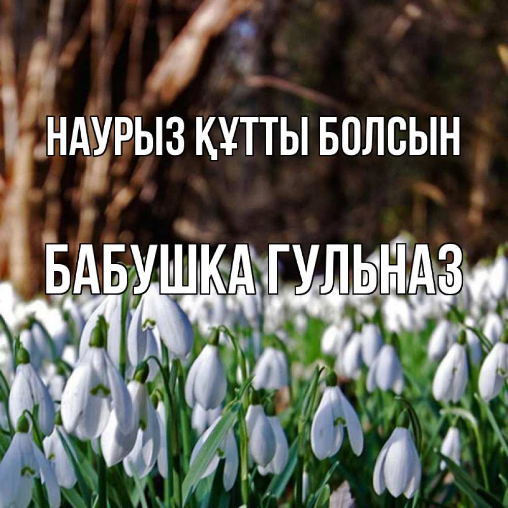 Открытка на каждый день с именем, Бабушка-Гульназ Наурыз құтты болсын с подснежниками 1 Прикольная открытка с пожеланием онлайн скачать бесплатно 