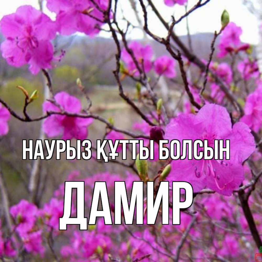 Открытка на каждый день с именем, Дамир Наурыз құтты болсын наурыз мейрамы кутты болсын Прикольная открытка с пожеланием онлайн скачать бесплатно 