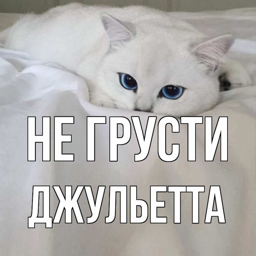 Открытка на каждый день с именем, Джульетта Не грусти белый кот с голубыми глазами на белоснежной кровати Прикольная открытка с пожеланием онлайн скачать бесплатно 