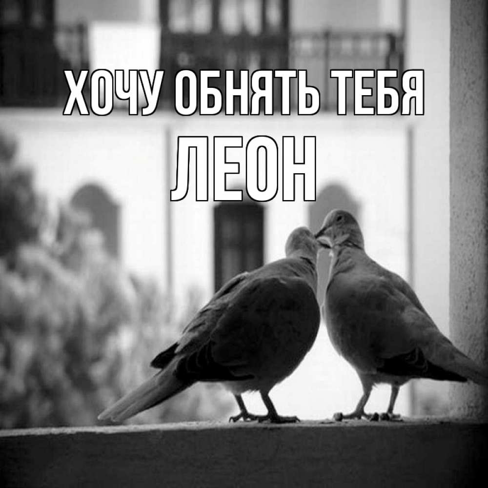 Открытка на каждый день с именем, Леон Хочу обнять тебя птицы на подоконнике Прикольная открытка с пожеланием онлайн скачать бесплатно 