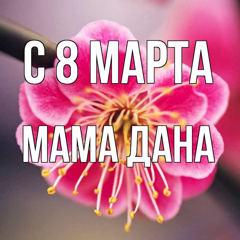 Открытка на каждый день с именем, Мама-Дана С 8 МАРТА цветы Прикольная открытка с пожеланием онлайн скачать бесплатно 