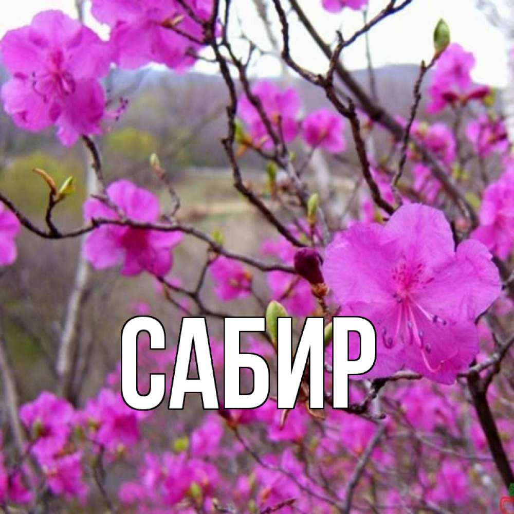 Открытка на каждый день с именем, Сабир Главная международный женский день Прикольная открытка с пожеланием онлайн скачать бесплатно 