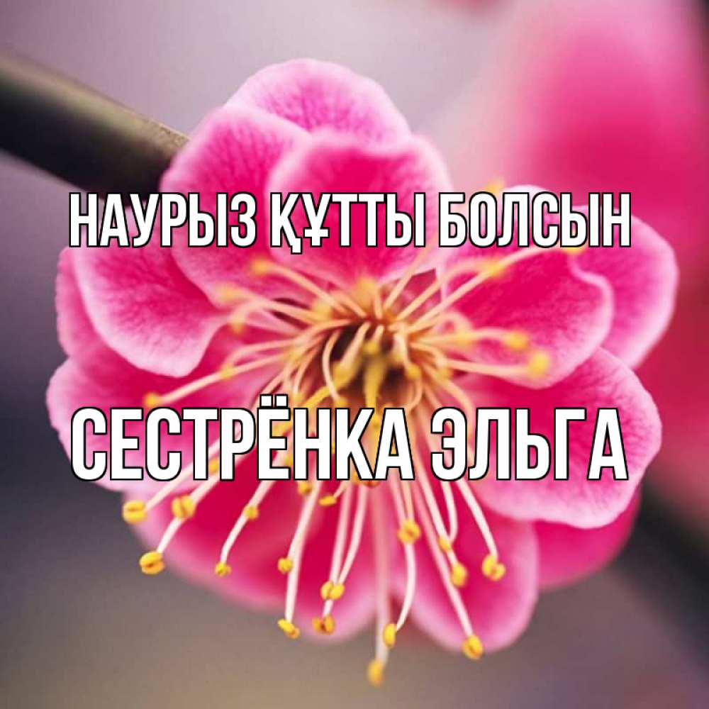 Открытка на каждый день с именем, Сестрёнка-Эльга Наурыз құтты болсын цветы Прикольная открытка с пожеланием онлайн скачать бесплатно 