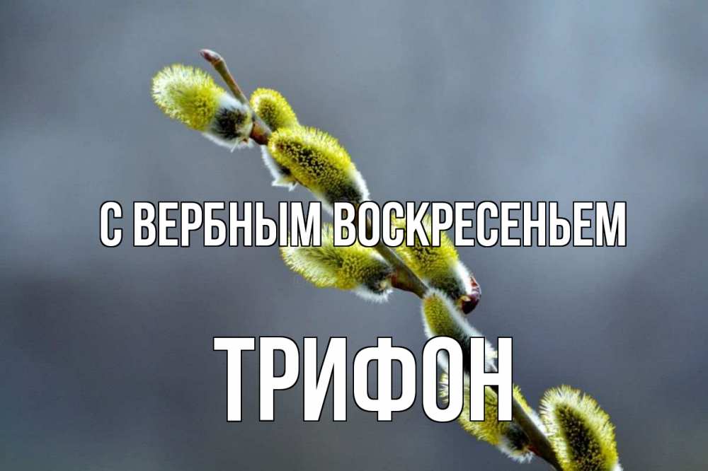 Открытка на каждый день с именем, Трифон С вербным воскресеньем верба Прикольная открытка с пожеланием онлайн скачать бесплатно 