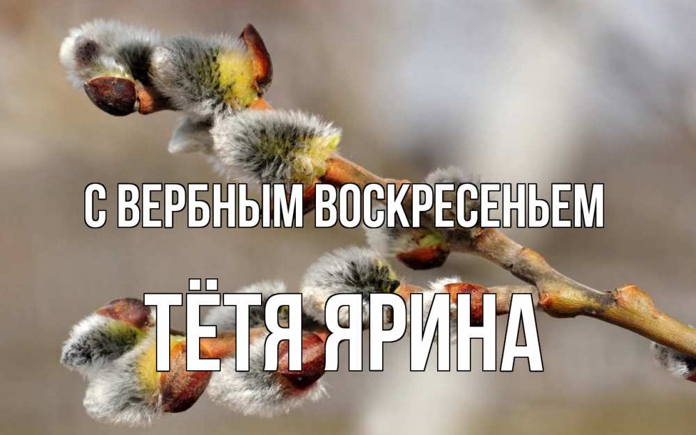 Открытка на каждый день с именем, Тётя-Ярина С вербным воскресеньем Верба Прикольная открытка с пожеланием онлайн скачать бесплатно 