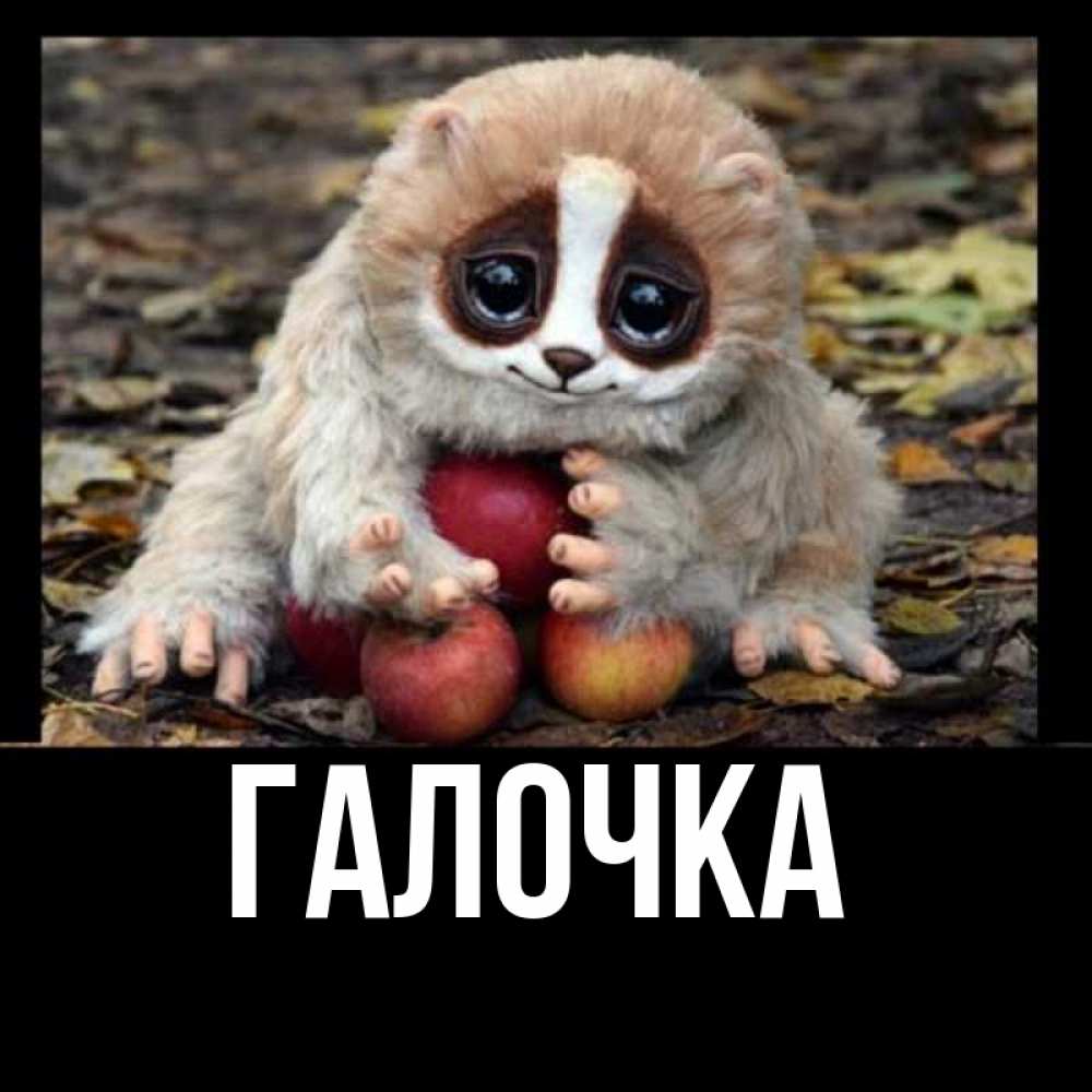 Открытка на каждый день с именем, Галочка Главная прикольное животное Прикольная открытка с пожеланием онлайн скачать бесплатно 