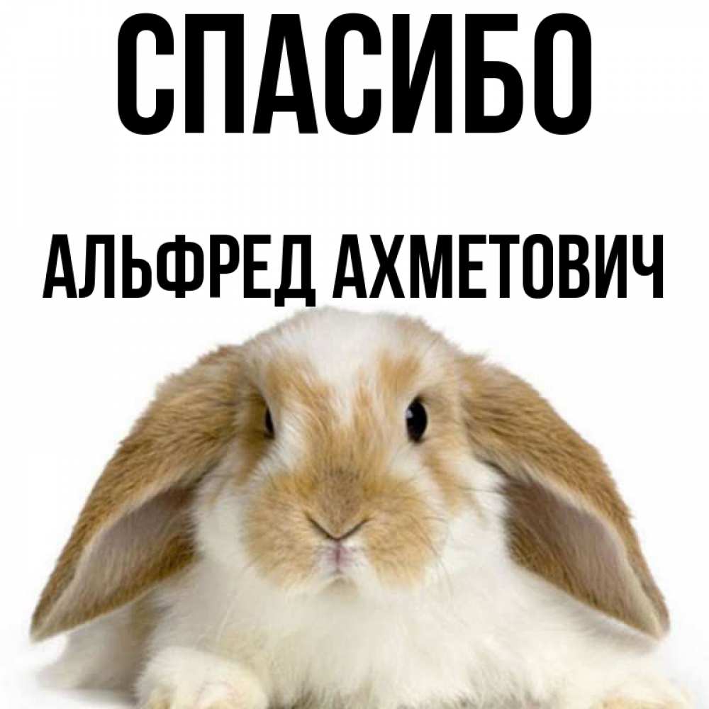Спасибо Заяц