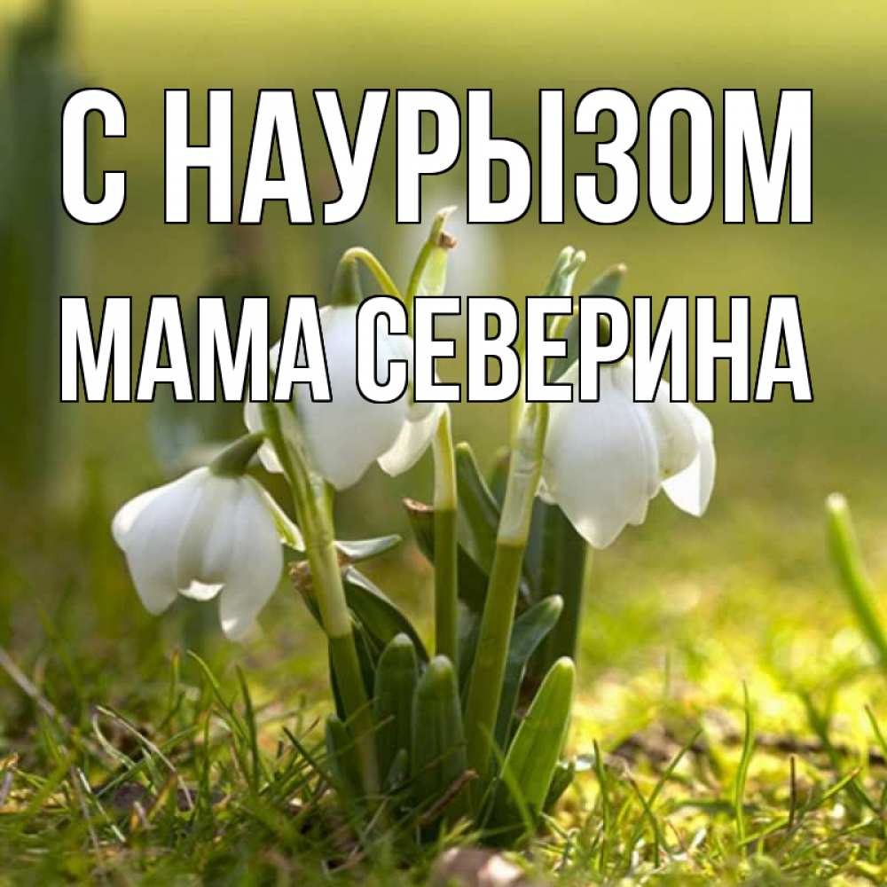 Открытка на каждый день с именем, Мама-Северина С наурызом ранние цветы 2 Прикольная открытка с пожеланием онлайн скачать бесплатно 