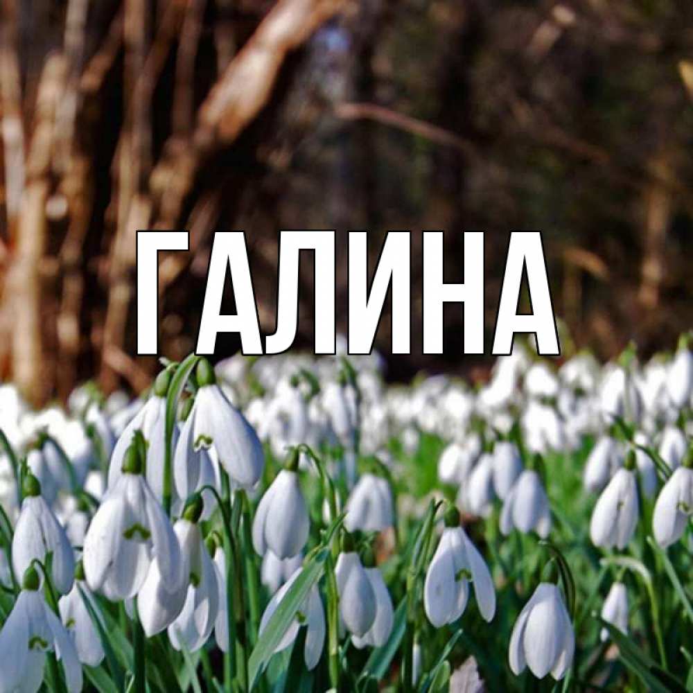 Открытка на каждый день с именем, Галина Главная с подснежниками 1 Прикольная открытка с пожеланием онлайн скачать бесплатно 