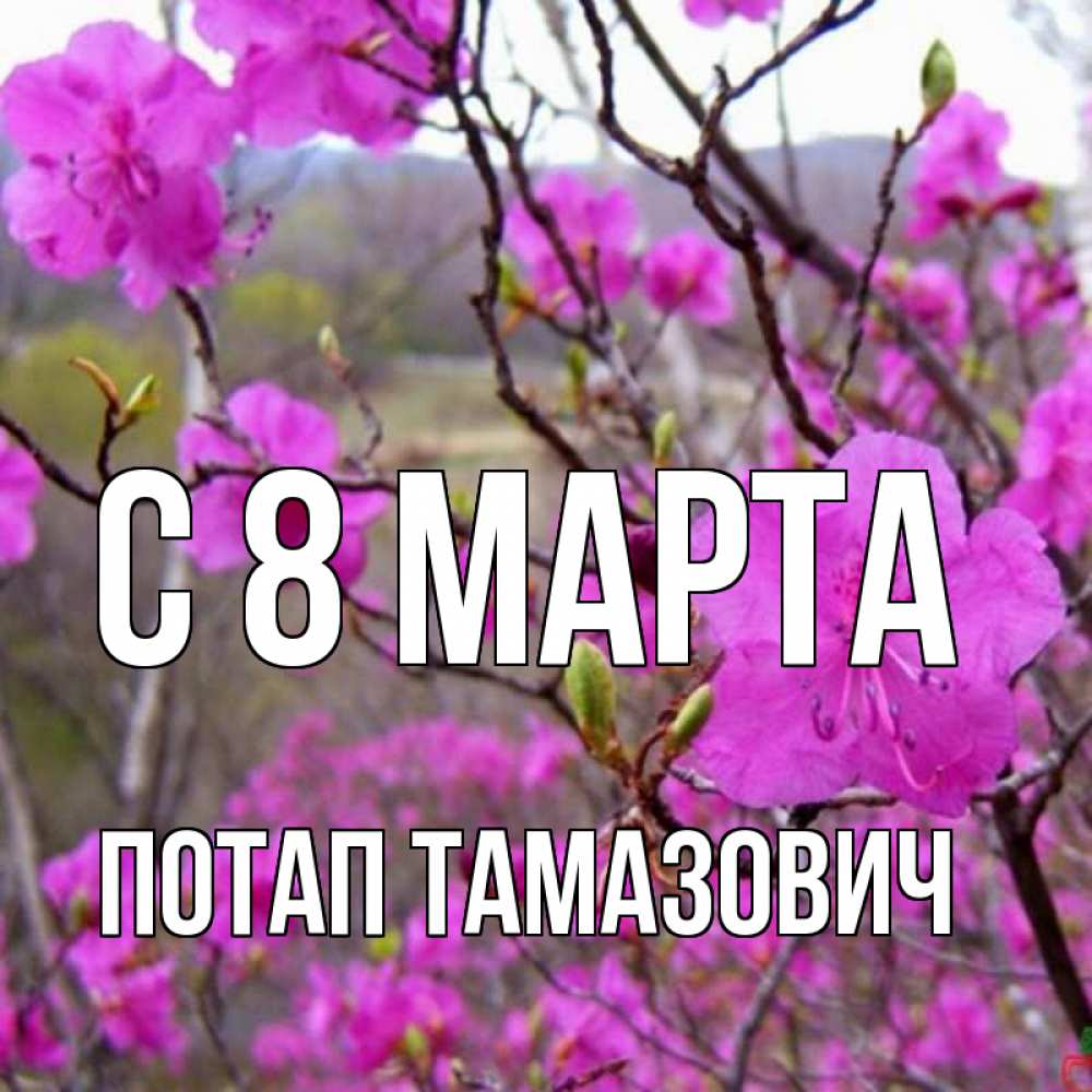 Картинка С 8 марта, Потап Тамазович