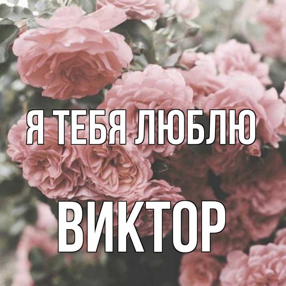 Открытка на каждый день с именем, Виктор Я тебя люблю розы 3 Прикольная открытка с пожеланием онлайн скачать бесплатно 
