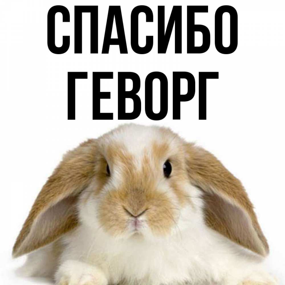 Открытка на каждый день с именем, Геворг Спасибо коричнево белый заяц Прикольная открытка с пожеланием онлайн скачать бесплатно 