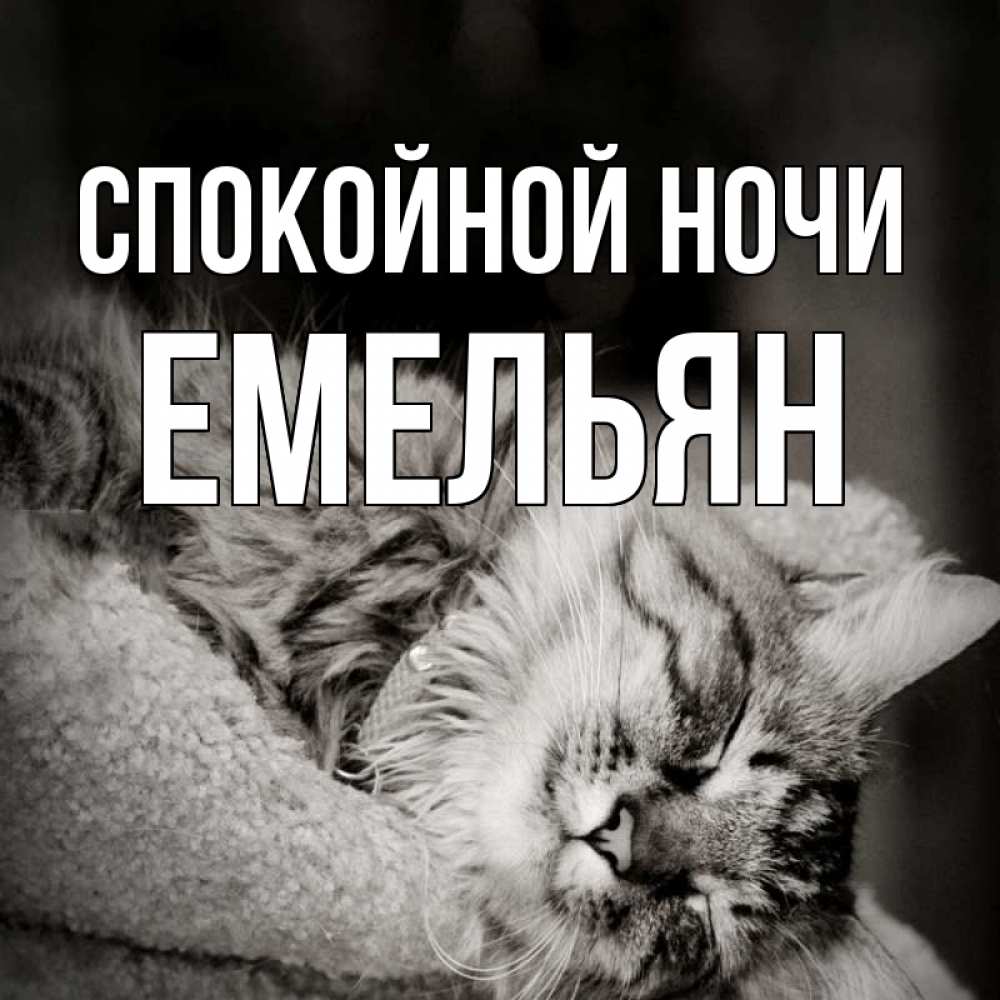 Открытка на каждый день с именем, Емельян Спокойной ночи котярик пушистый Прикольная открытка с пожеланием онлайн скачать бесплатно 
