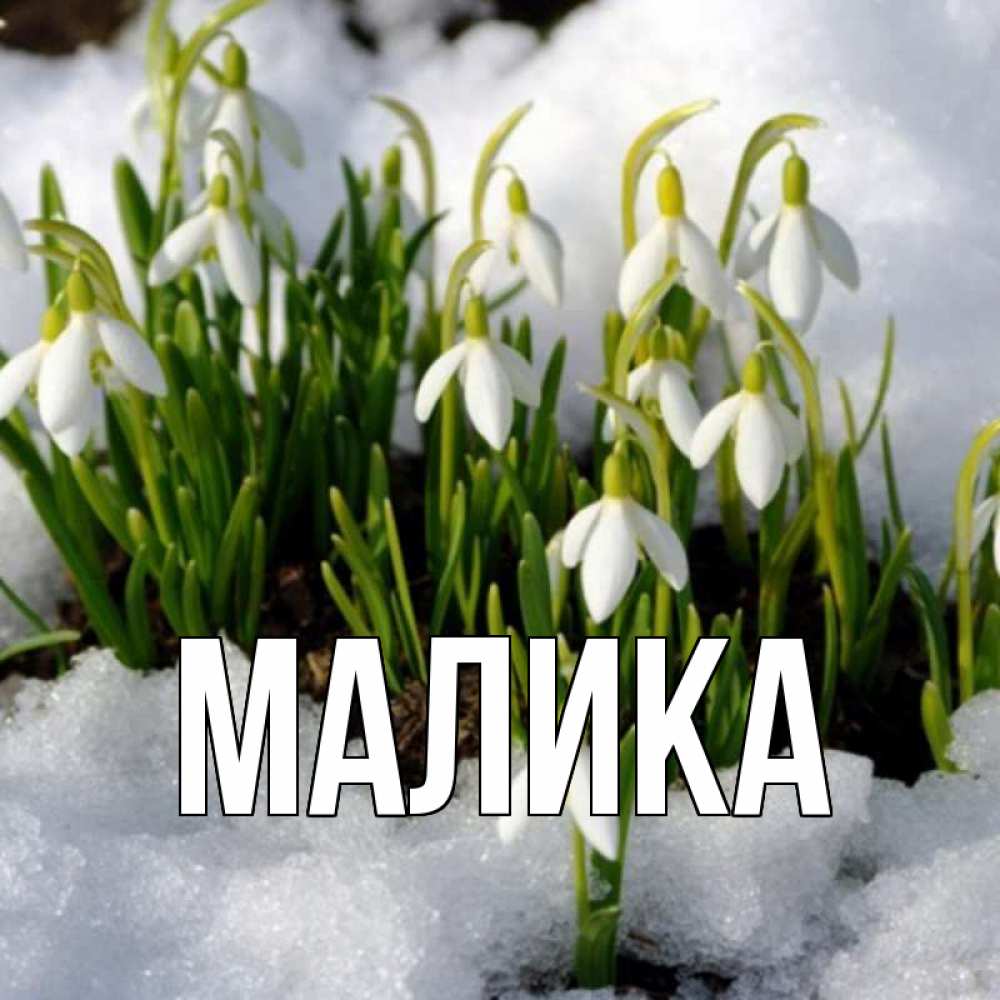 Открытка на каждый день с именем, Малика Главная цветы весенние Прикольная открытка с пожеланием онлайн скачать бесплатно 
