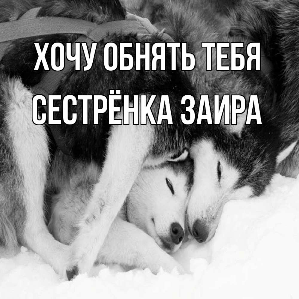Открытка на каждый день с именем, Сестрёнка-Заира Хочу обнять тебя собачки в упряжке Прикольная открытка с пожеланием онлайн скачать бесплатно 