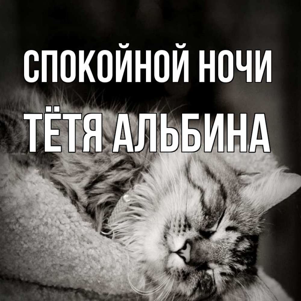 Открытка на каждый день с именем, Тётя-Альбина Спокойной ночи котярик пушистый Прикольная открытка с пожеланием онлайн скачать бесплатно 
