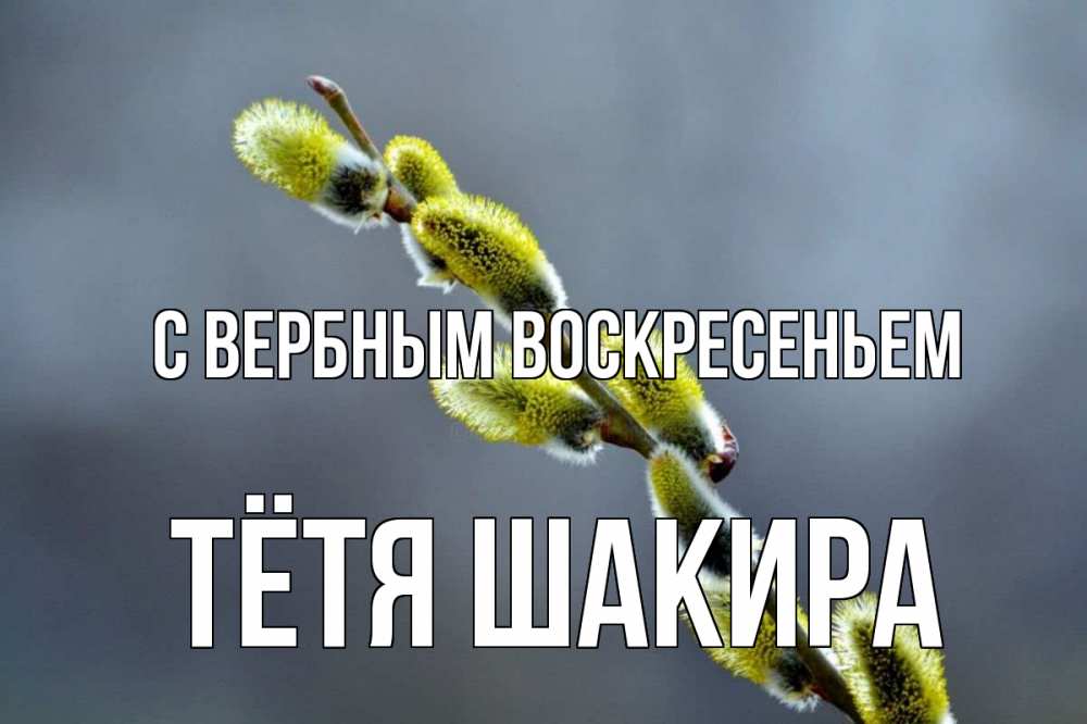 Открытка на каждый день с именем, Тётя-Шакира С вербным воскресеньем верба Прикольная открытка с пожеланием онлайн скачать бесплатно 