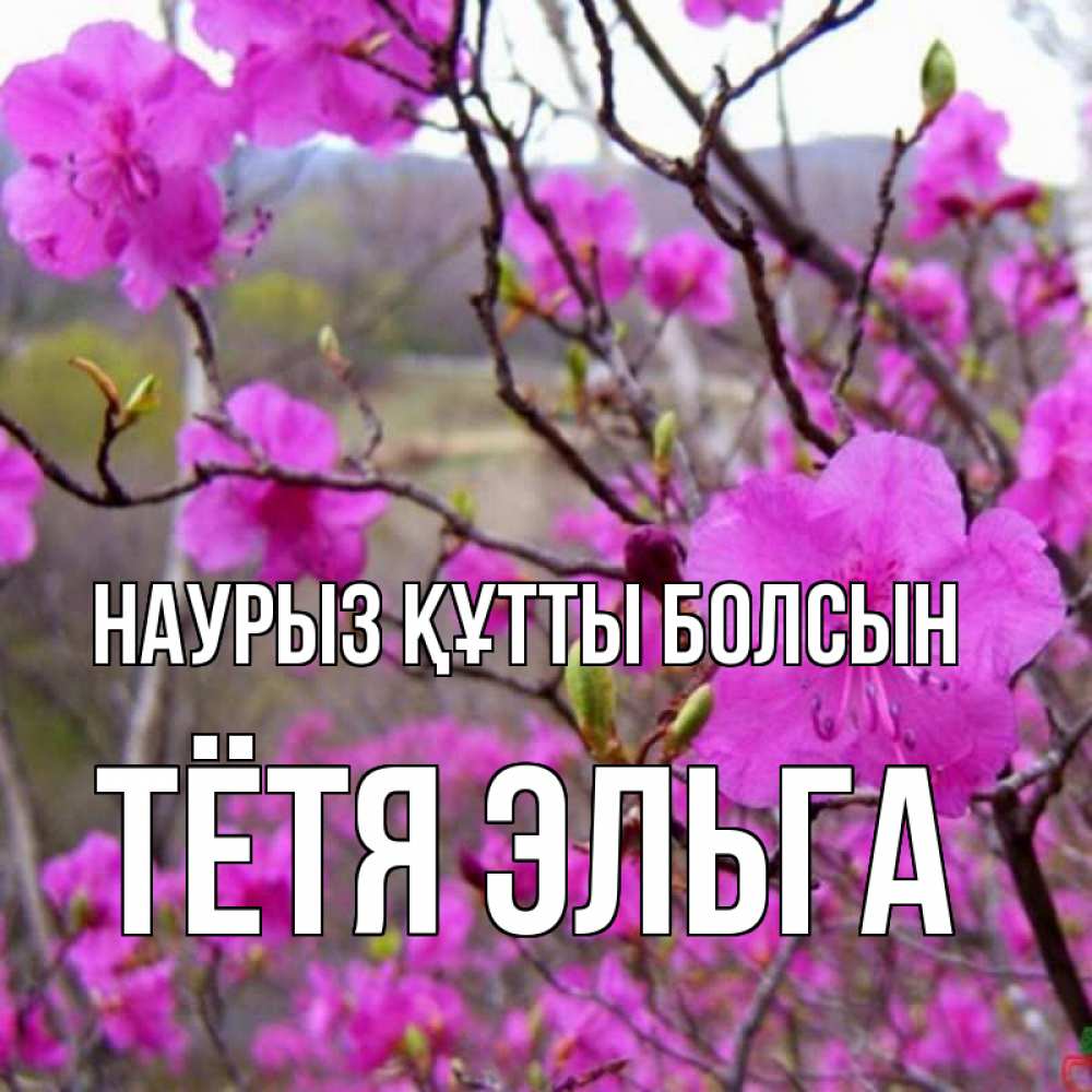 Открытка на каждый день с именем, Тётя-Эльга Наурыз құтты болсын наурыз мейрамы кутты болсын Прикольная открытка с пожеланием онлайн скачать бесплатно 