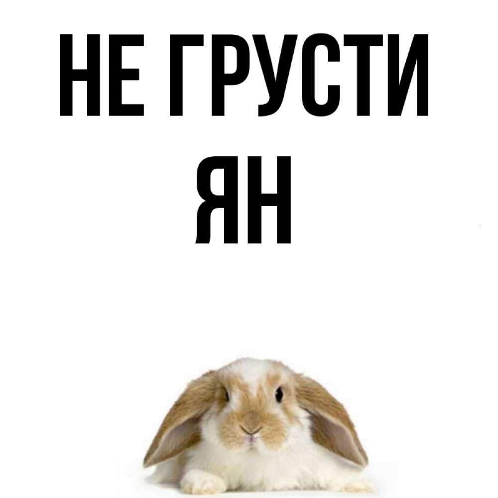 Открытка на каждый день с именем, Ян Не грусти коричнево белый заяц с большими ушками Прикольная открытка с пожеланием онлайн скачать бесплатно 