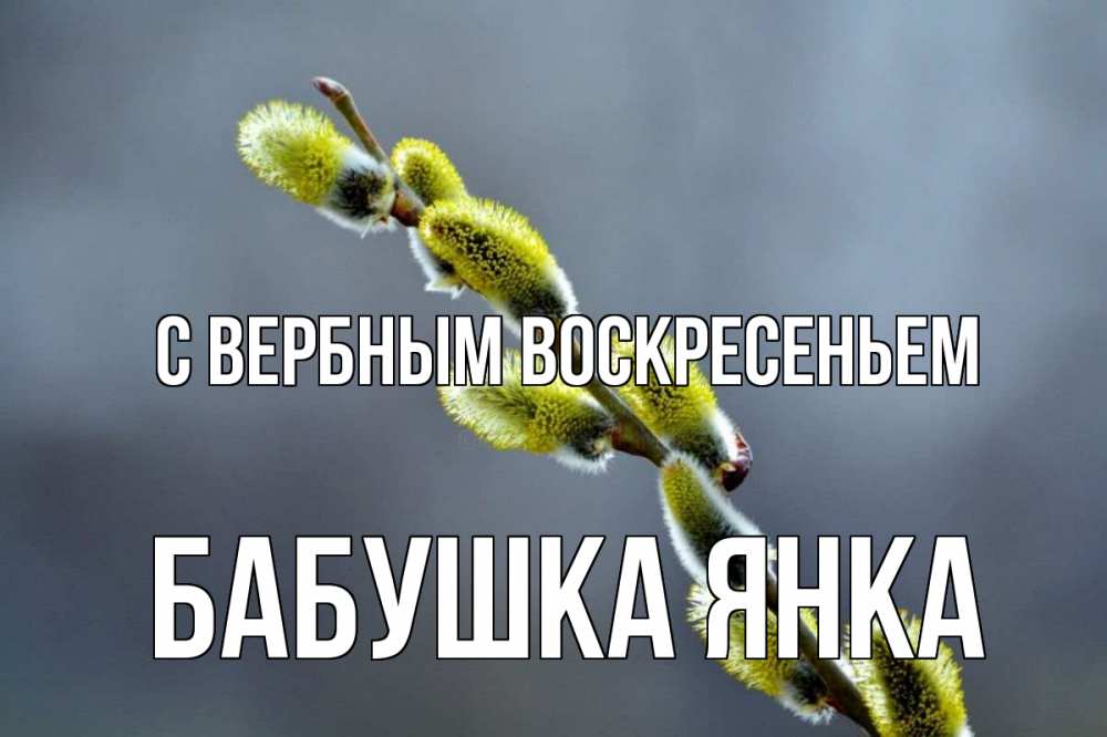 Открытка на каждый день с именем, Бабушка-Янка С вербным воскресеньем верба Прикольная открытка с пожеланием онлайн скачать бесплатно 