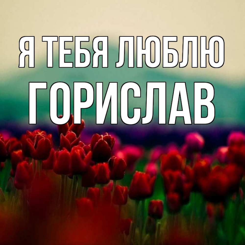 Открытка на каждый день с именем, Горислав Я тебя люблю тюльпаны 4 Прикольная открытка с пожеланием онлайн скачать бесплатно 