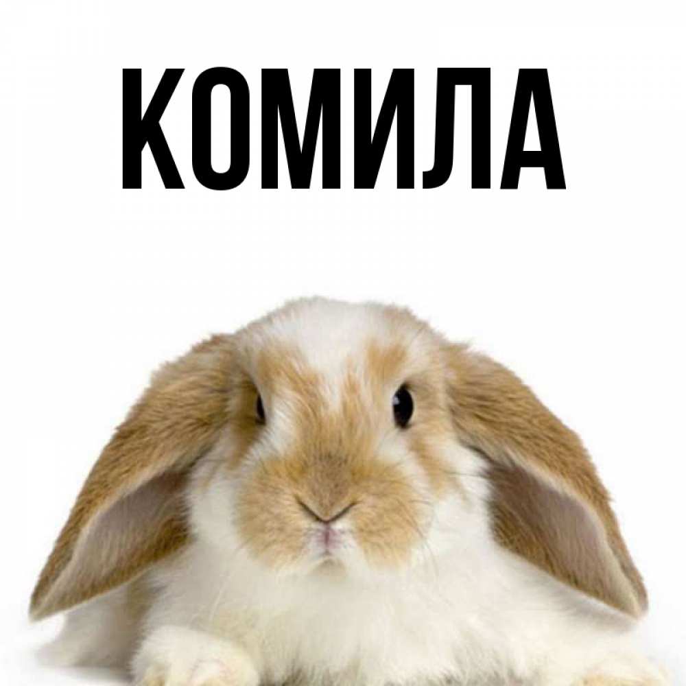 Открытка на каждый день с именем, Комила Главная коричнево белый заяц Прикольная открытка с пожеланием онлайн скачать бесплатно 