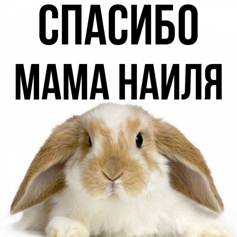 Открытка на каждый день с именем, Мама-Наиля Спасибо коричнево белый заяц Прикольная открытка с пожеланием онлайн скачать бесплатно 