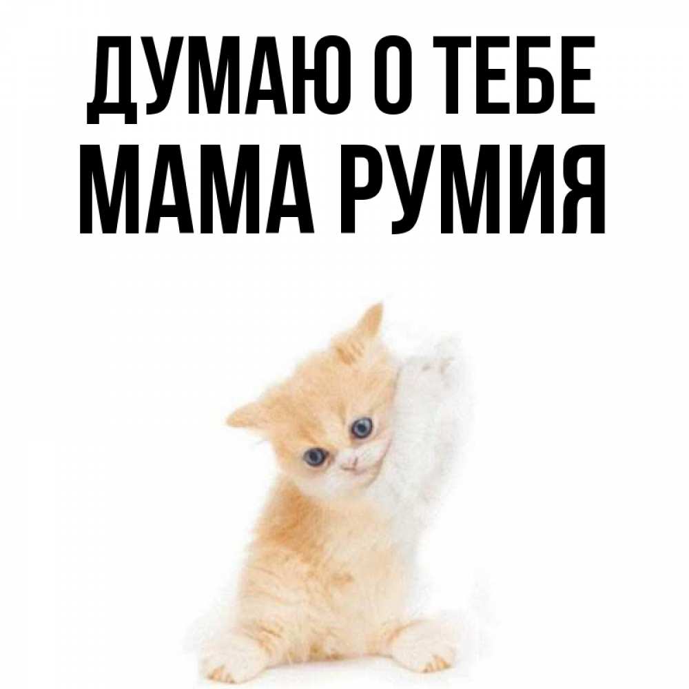 Открытка на каждый день с именем, Мама-Румия Думаю о тебе зверушки и милота Прикольная открытка с пожеланием онлайн скачать бесплатно 