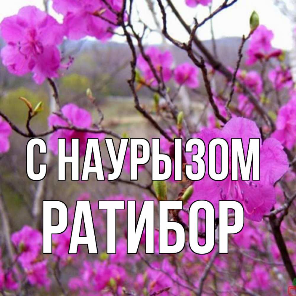 Открытка на каждый день с именем, Ратибор С наурызом праздник весны наурыз Прикольная открытка с пожеланием онлайн скачать бесплатно 