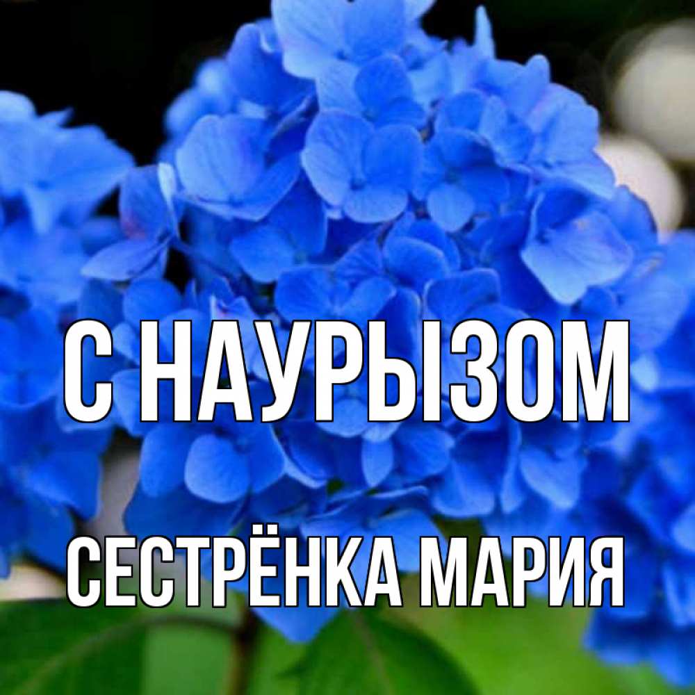 Открытка на каждый день с именем, Сестрёнка-Мария С наурызом синие цветы Прикольная открытка с пожеланием онлайн скачать бесплатно 