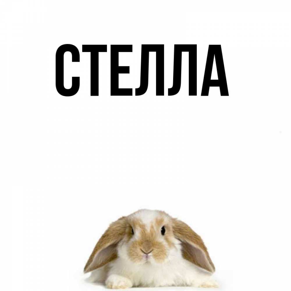 Открытка на каждый день с именем, Стелла Главная коричнево белый заяц с большими ушками Прикольная открытка с пожеланием онлайн скачать бесплатно 