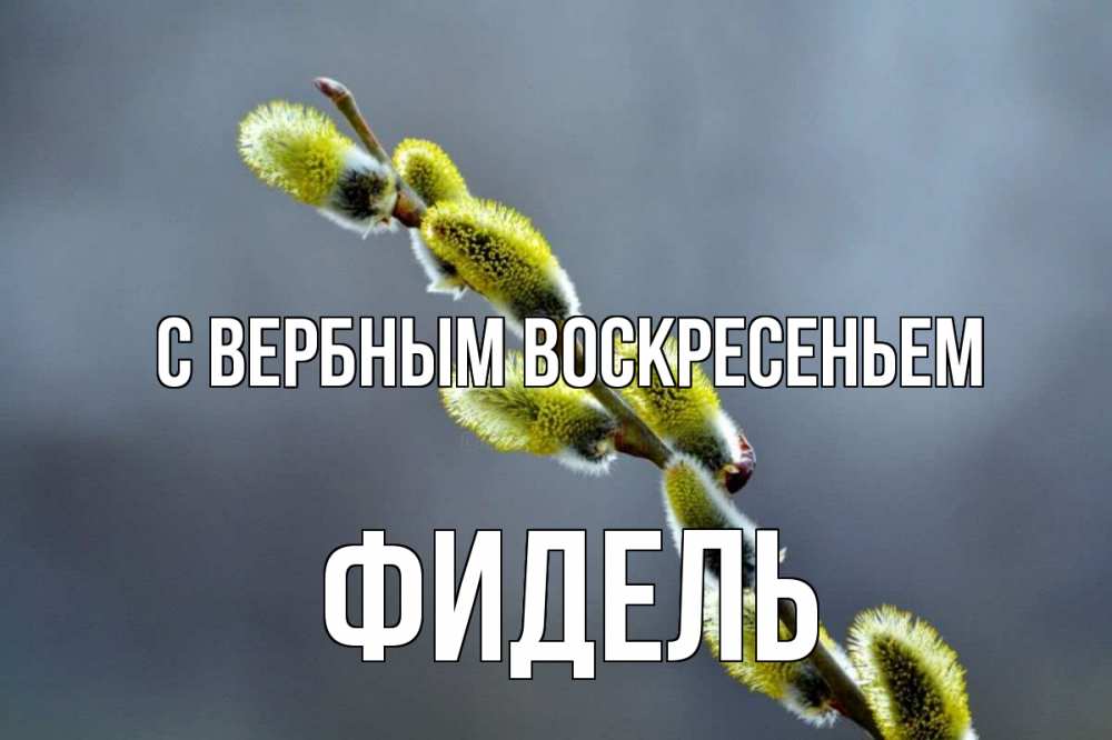 Открытка на каждый день с именем, Фидель С вербным воскресеньем верба Прикольная открытка с пожеланием онлайн скачать бесплатно 