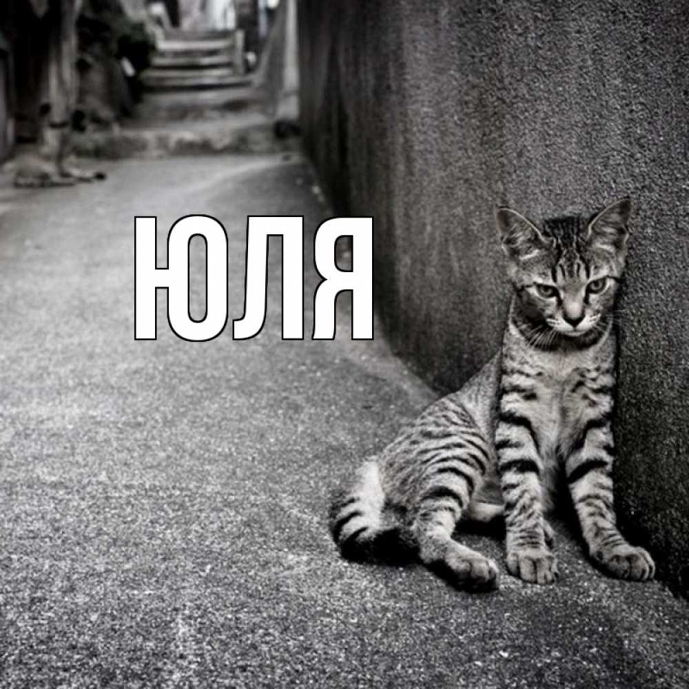 Открытка на каждый день с именем, Юля Главная скучающий котик Прикольная открытка с пожеланием онлайн скачать бесплатно 