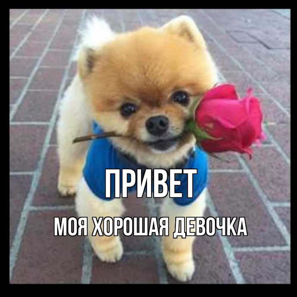 Открытка на каждый день с именем, моя-хорошая-девочка Привет роза в зубах у собаки Прикольная открытка с пожеланием онлайн скачать бесплатно 