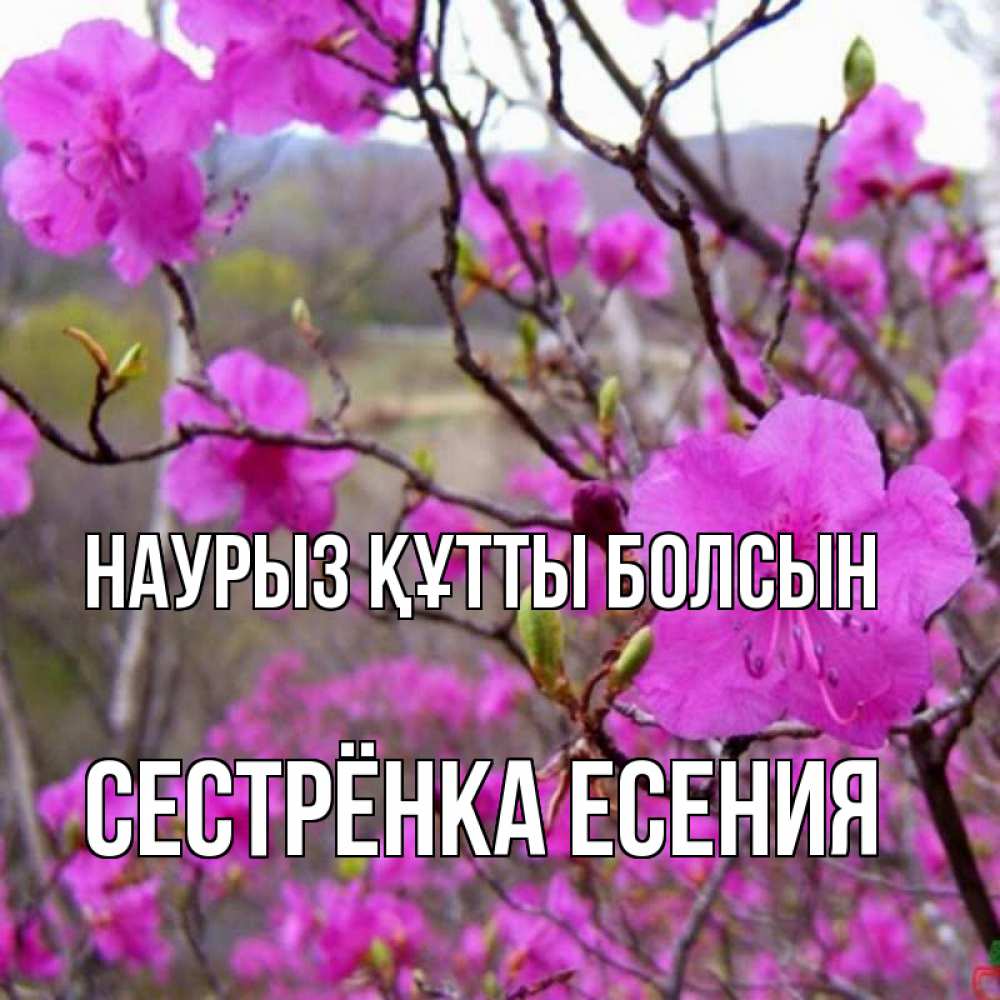 Открытка на каждый день с именем, Сестрёнка-Есения Наурыз құтты болсын наурыз мейрамы кутты болсын Прикольная открытка с пожеланием онлайн скачать бесплатно 